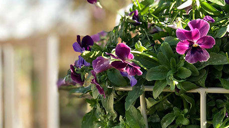 Colourful Winter Flowering Plants | Blog | Agriframes – Agriframes UK