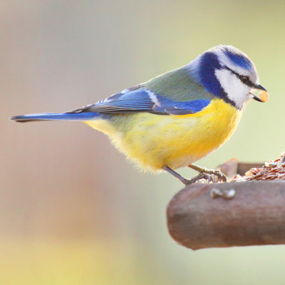 Benefits of Feeding Birds in the Garden