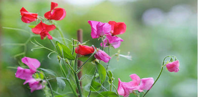 How to Grow Sweet Peas