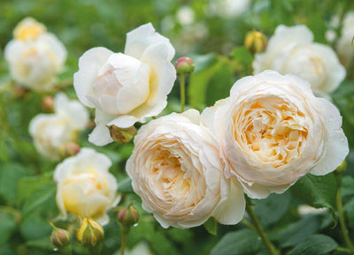 FREE David Austin Roses (One pair with every arch or Pergola purchased)