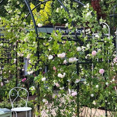 Round pergola with roses at Chelsea Flower Show