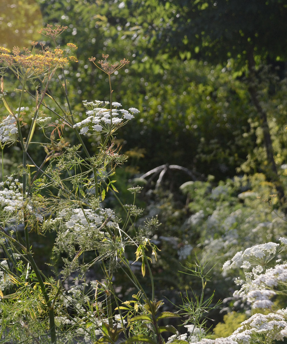 Spring Flowers