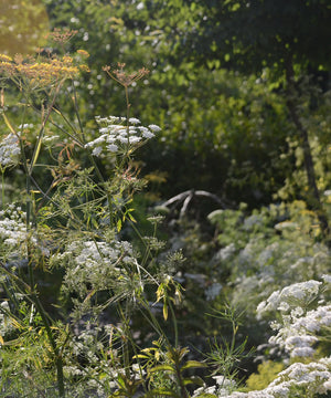 Spring Flowers