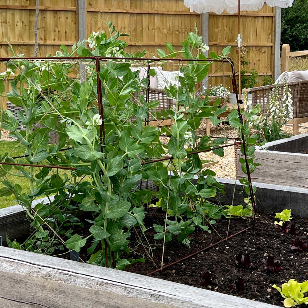 Jute Strung Folding Frame with mange-tout plant growing on