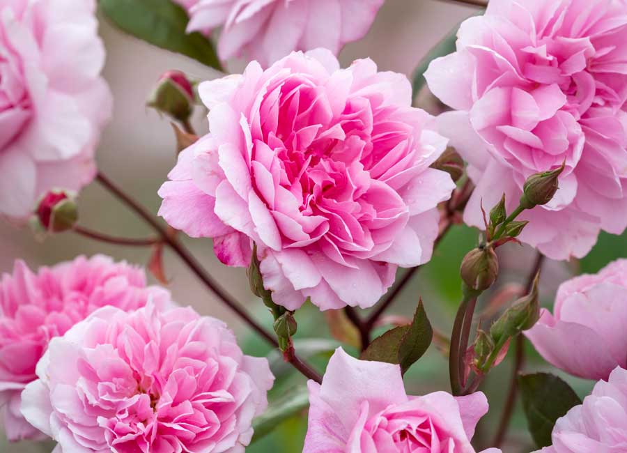 FREE David Austin Roses (One pair with every arch or Pergola purchased)