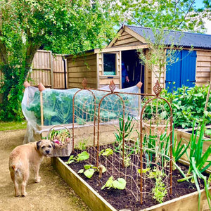 Pea Bean Hoops with small backyard