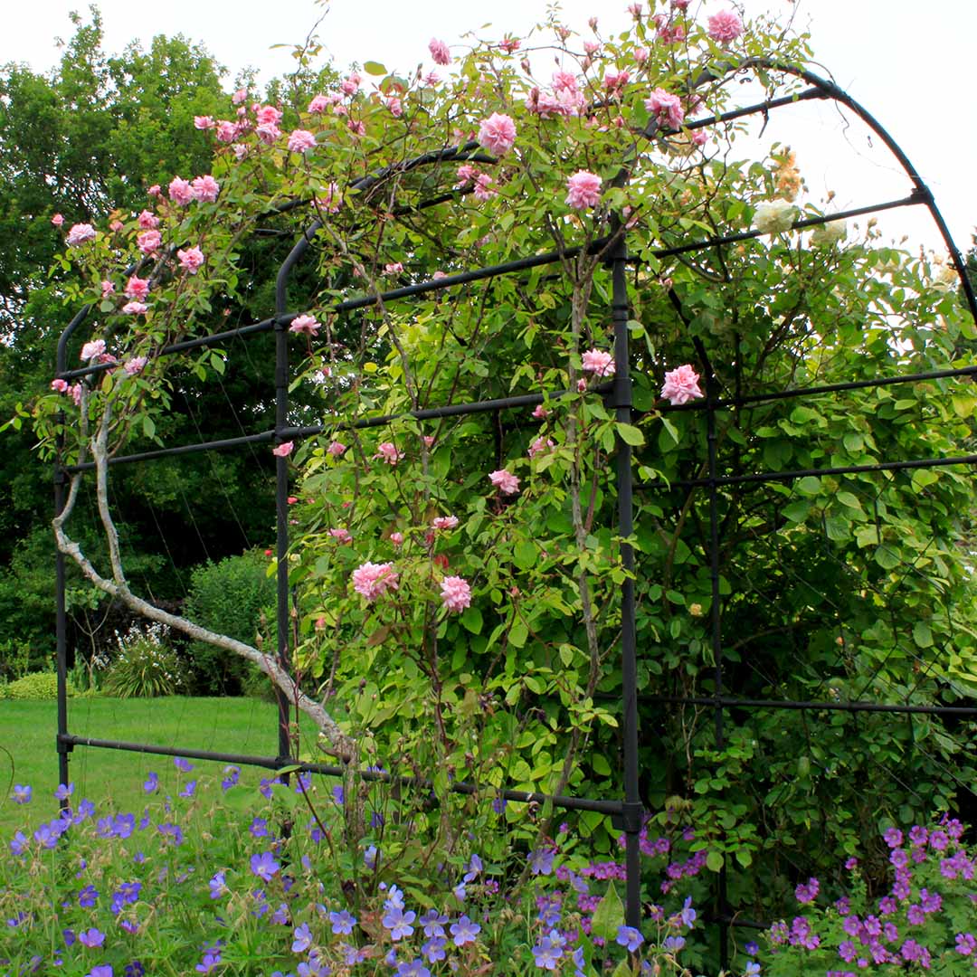 Monet pergola from the side, with pink roses growing up it and purple flowers at it's feet