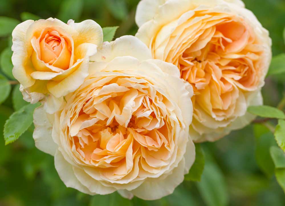 FREE David Austin Roses (One pair with every arch or Pergola purchased)