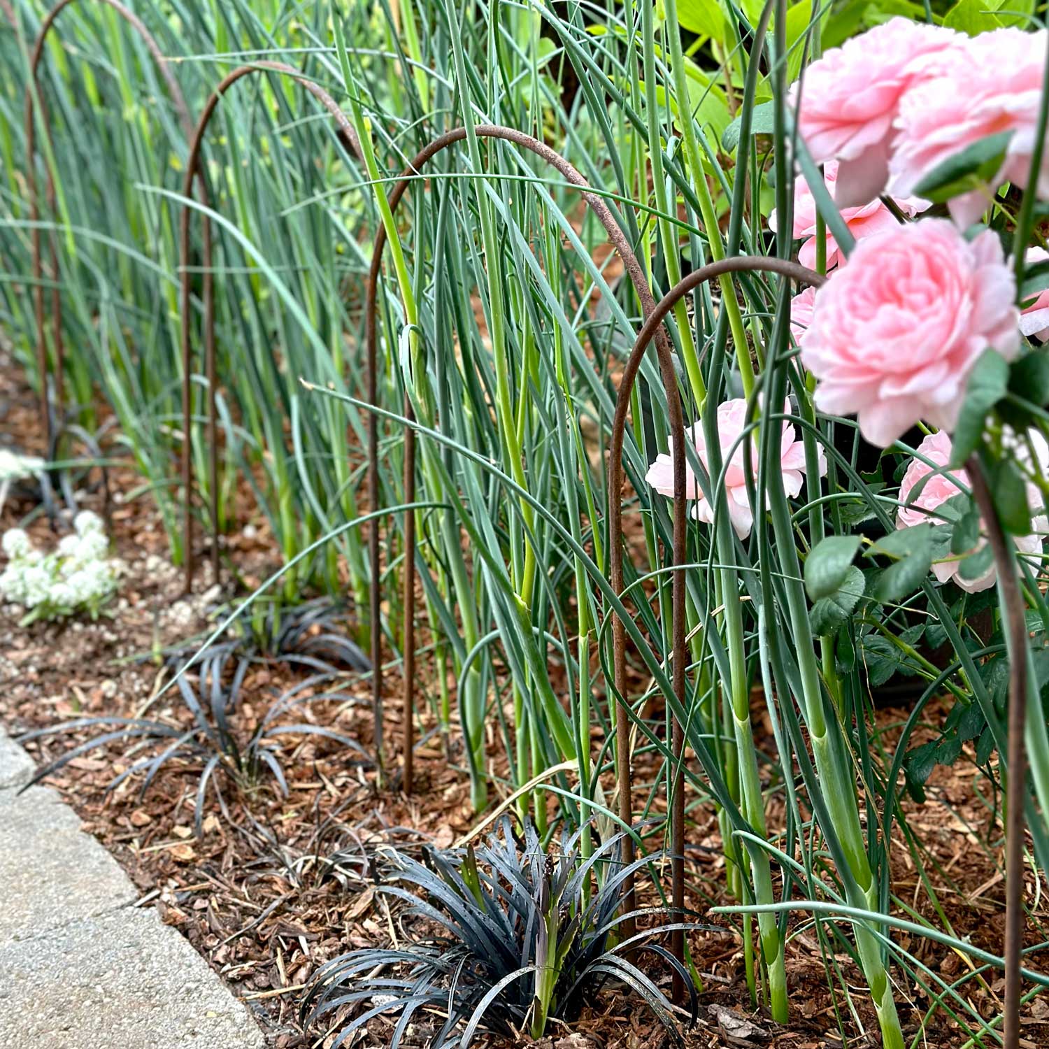 Round Borders with roses growing alongside