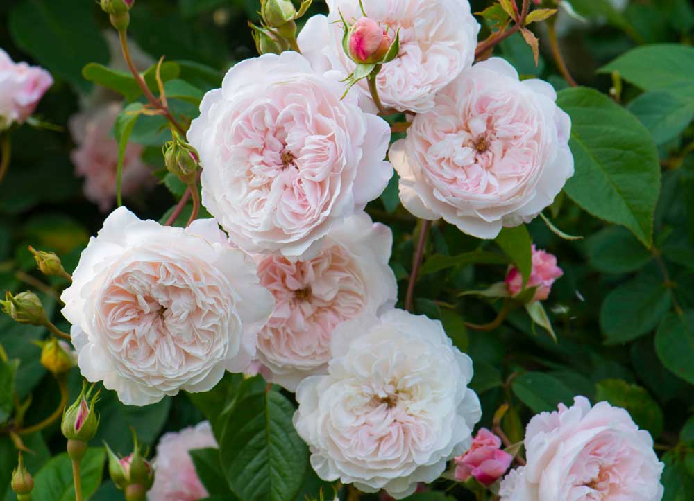 FREE David Austin Roses (One pair with every arch or Pergola purchased)