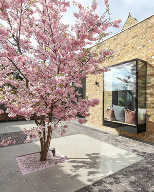 Ealing London Garden cherry blossom tree