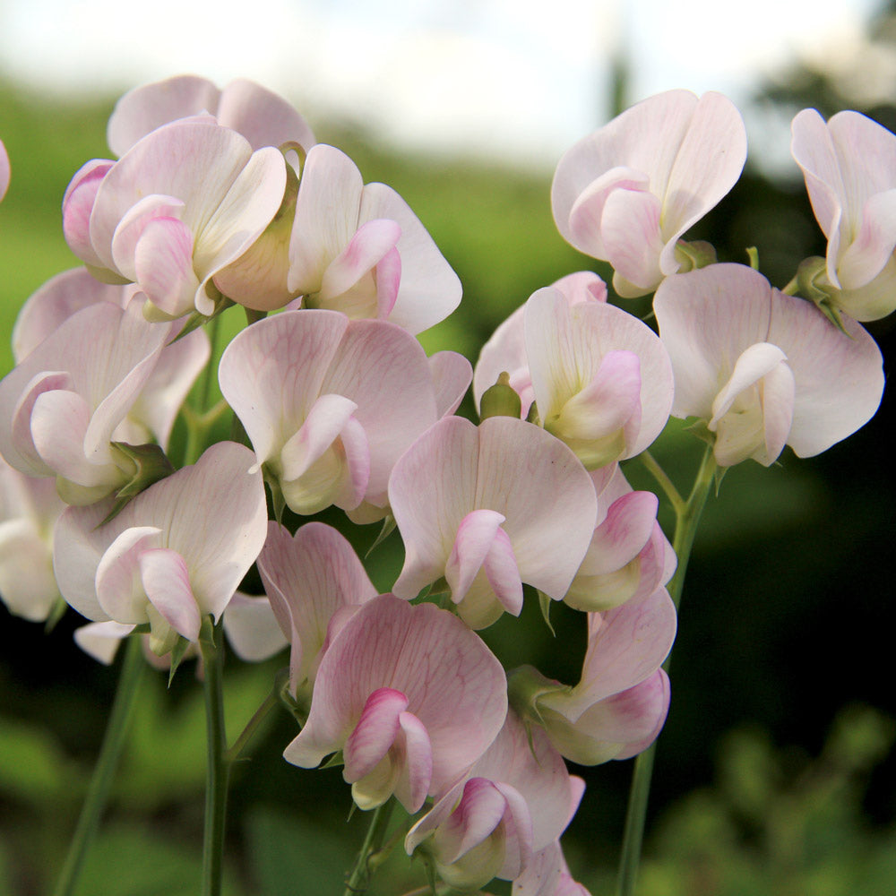 Sweet pea flowers