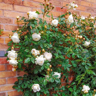 2-Climbing Roses for FREE