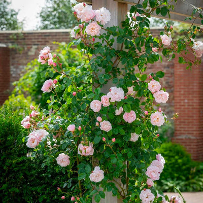 2-Climbing Roses for FREE