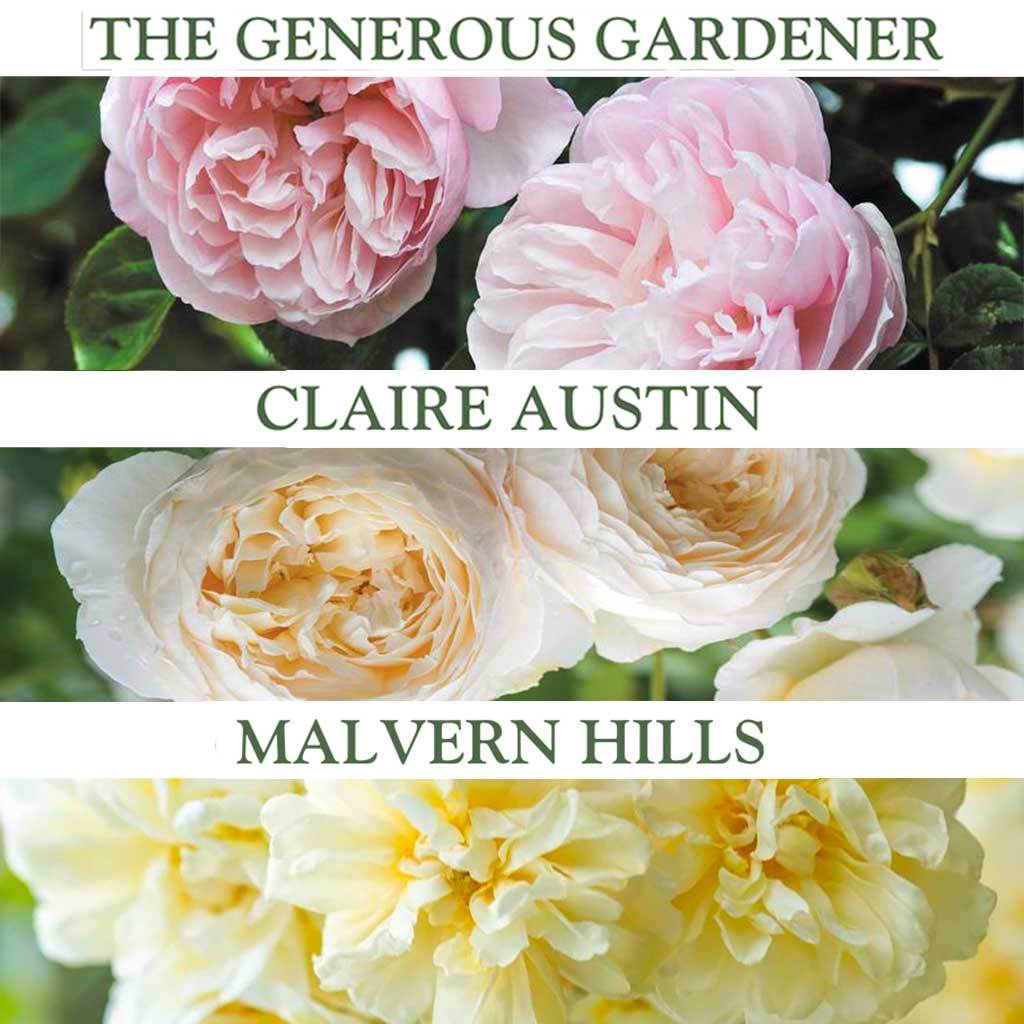 collage of rose varieties