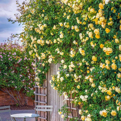 2-Climbing Roses for FREE